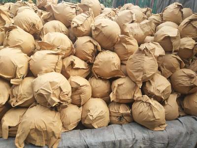 [圓黃梨批發(fā)] 元黃梨,9O以上,預(yù)售價格1.8元/斤 5000斤起批